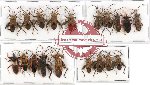 Scientific lot no. 201 Heteroptera (19 pcs A, A-, A2)