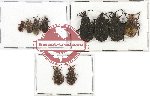 Scientific lot no. 196 Heteroptera (Aradidae) (10 pcs)