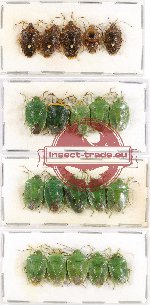 Scientific lot no. 202A Heteroptera (20 pcs A, A-, A)