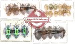 Scientific lot no. 25 Heteroptera (13 pcs A2) (25 pcs)