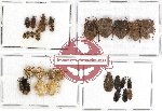 Scientific lot no. 330 Heteroptera (27 pcs A, A-, A2)