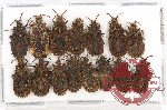Scientific lot no. 328 Heteroptera (Aradidae) (15 pcs A, A-, A2)