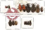 Scientific lot no. 319 Heteroptera (16 pcs A, A-, A2)