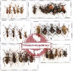 Scientific lot no. 199 Heteroptera (32 pcs A, A-, A2)