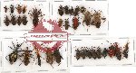 Scientific lot no. 333 Heteroptera (34 pcs)