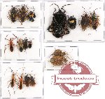 Scientific lot no. 195 Heteroptera (17 pcs A-, A2)