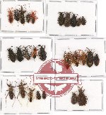 Scientific lot no. 197 Heteroptera (27 pcs - 12 pcs A2)