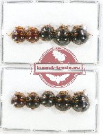 Scientific lot no. 317 Heteroptera (10 pcs A2)