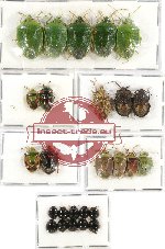 Scientific lot no. 170 Heteroptera (26 pcs A, A-, A2)