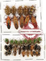 Scientific lot no. 313 Heteroptera (35 pcs)