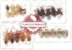 Scientific lot no. 27 Heteroptera (22 pcs)