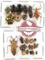 Scientific lot no. 322 Heteroptera (25 pcs A, A-, A2)