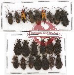 Scientific lot no. 307 Heteroptera (22 pcs)
