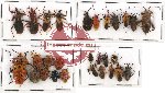 Scientific lot no. 331 Heteroptera (28 pcs)