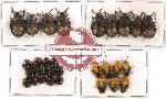 Scientific lot no. 309 Heteroptera (Pentatomidae) (31 pcs)