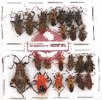 Scientific lot no. 323 Heteroptera (21 pcs)