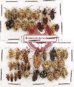 Scientific lot no. 326 Heteroptera (42 pcs)