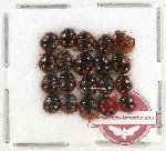 Scientific lot no. 327 Heteroptera (20 pcs)