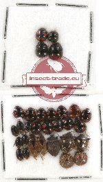 Scientific lot no. 302 Heteroptera (Pentatomidae) (30 pcs)