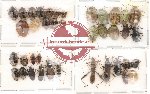 Scientific lot no. 28 Heteroptera (39 pcs)