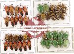 Scientific lot no. 311 Heteroptera (43 pcs)