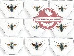 Scientific lot no. 8A Chrysididae (9 pcs - 2 pcs A-)