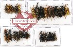 Scientific lot no. 129 Hymenoptera (28 pcs A, A-, A2)