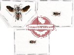 Scientific lot no. 126 Hymenoptera (Mutilidae) (3 pcs)