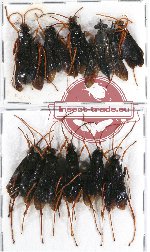 Scientific lot no. 128 Hymenoptera (9 pcs A-, A2)