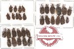 Scientific lot no. 29 Heteroptera (32 pcs)