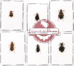 Scientific lot no. 240 Carabidae (Lebiinae) (6 pcs - 1 pc A2)