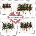 Scientific lot no. 29 Cicindelidae (20 pcs)