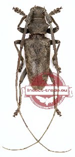 Acalolepta sp. 5 (A2)