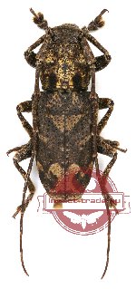 Lamiinae sp. 14