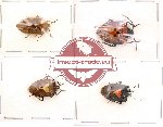 Scientific lot no. 33 Heteroptera (4 pcs)