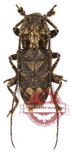 Lamiinae sp. 14 (10 pcs)