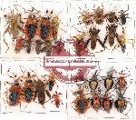 Scientific lot no. 34 Heteroptera (30 pcs A, A-)