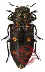 Chrysobothris (s.str.) barelli Bourgoin, 1922 (A-)