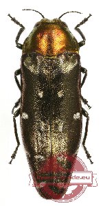 Coraebus perrotianus