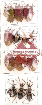 Scientific lot no. 35 Heteroptera (13 pcs A, A-, A2)