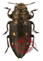 Chrysobothris (s.str.) purpureicollis Kerremans, 1900 (5 pcs A-, A2)