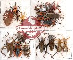 Scientific lot no. 36 Heteroptera (20 pcs A, A-)