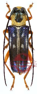 Glenea aluensis Gahan, 1897