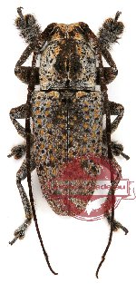 Cerambycidae sp. 7 (10 pcs)