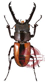 Prosopocoilus fruhstorferi ssp. fruhstorferi