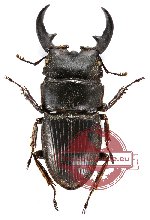 Aegus acuminatus acuminatus (5 pairs)