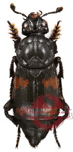 Nicrophorus (s.str.) distinctus Grouvelle, 1885