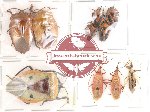 Scientific lot no. 43 Heteroptera (10 pcs A, A-, A2)