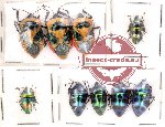 Scientific lot no. 44 Heteroptera (9 pcs A, A-, A2)