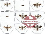 Scientific lot no. 1 Mutilidae (9 pcs)